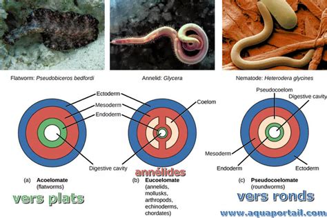 psuedocel|Acoelomata .